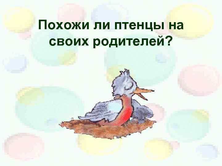 Похожи ли птенцы на своих родителей? 