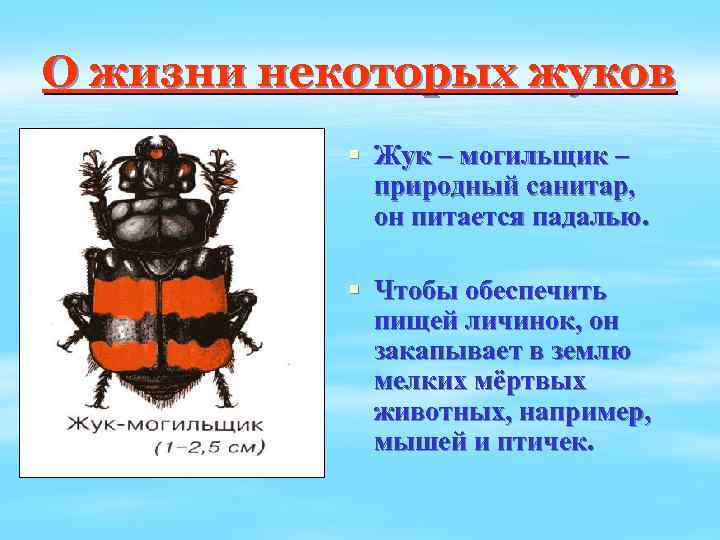 О жизни некоторых жуков § Жук – могильщик – природный санитар, он питается падалью.