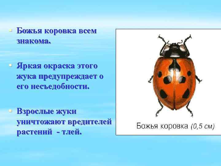 § Божья коровка всем знакома. § Яркая окраска этого жука предупреждает о его несъедобности.