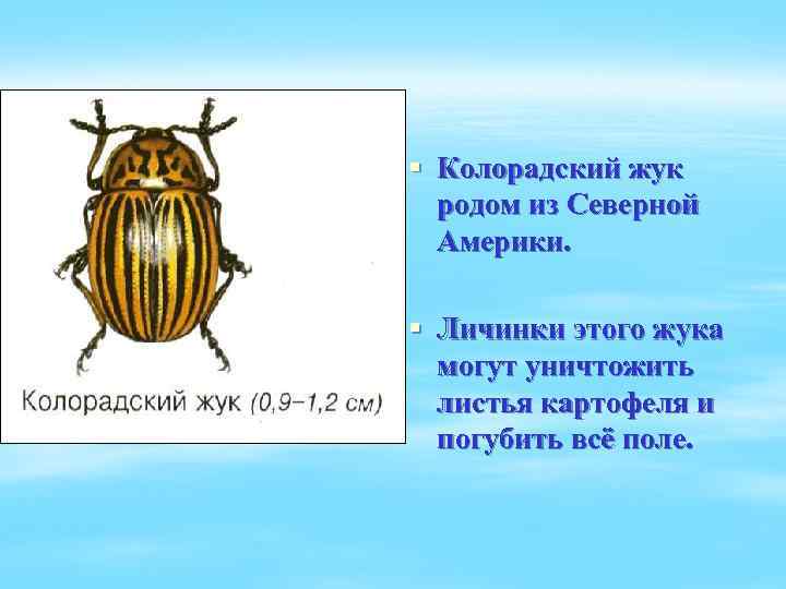 § Колорадский жук родом из Северной Америки. § Личинки этого жука могут уничтожить листья