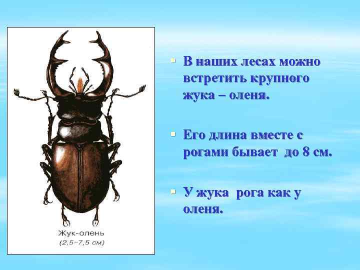 § В наших лесах можно встретить крупного жука – оленя. § Его длина вместе