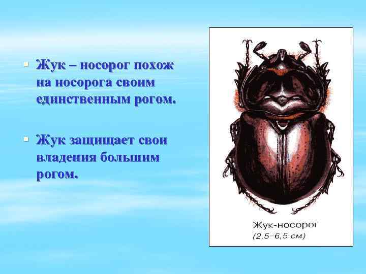 § Жук – носорог похож на носорога своим единственным рогом. § Жук защищает свои