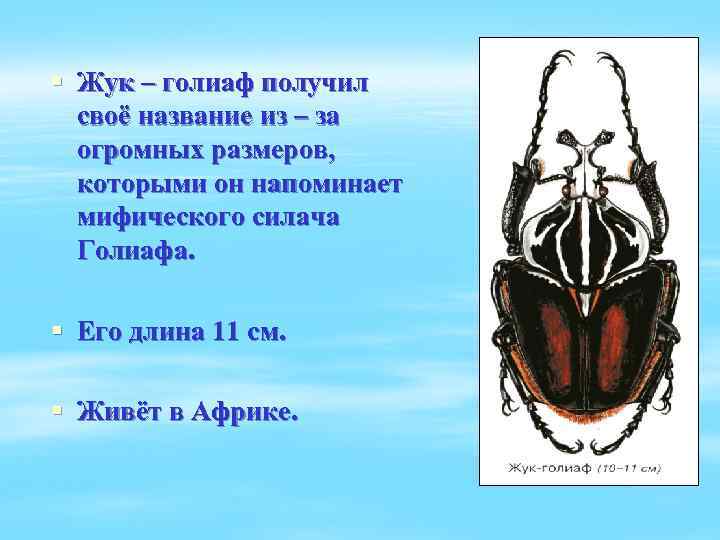 § Жук – голиаф получил своё название из – за огромных размеров, которыми он
