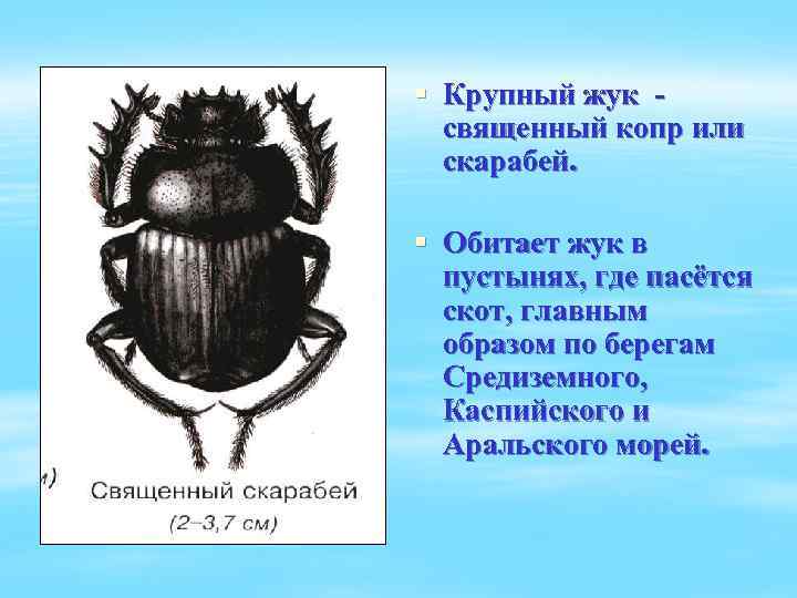 § Крупный жук священный копр или скарабей. § Обитает жук в пустынях, где пасётся