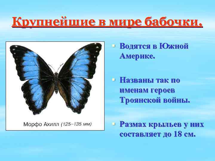 Крупнейшие в мире бабочки. § Водятся в Южной Америке. § Названы так по именам