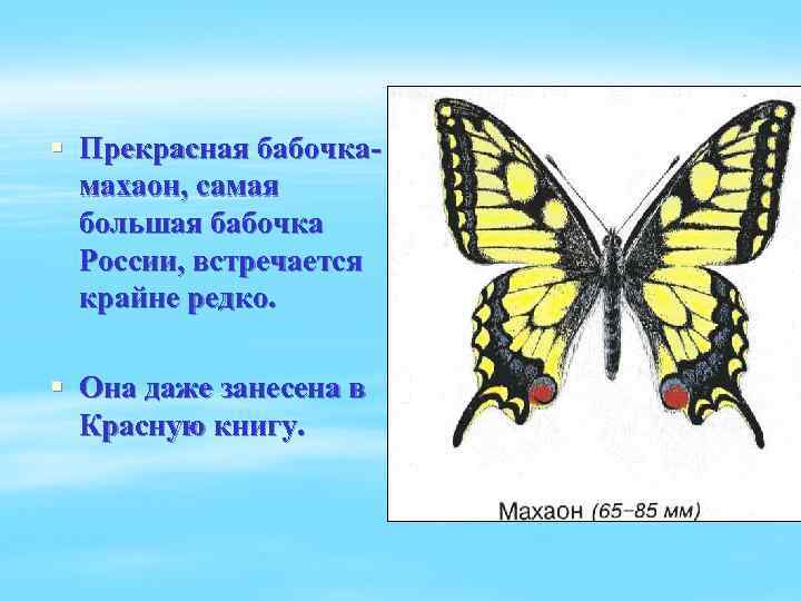 § Прекрасная бабочкамахаон, самая большая бабочка России, встречается крайне редко. § Она даже занесена