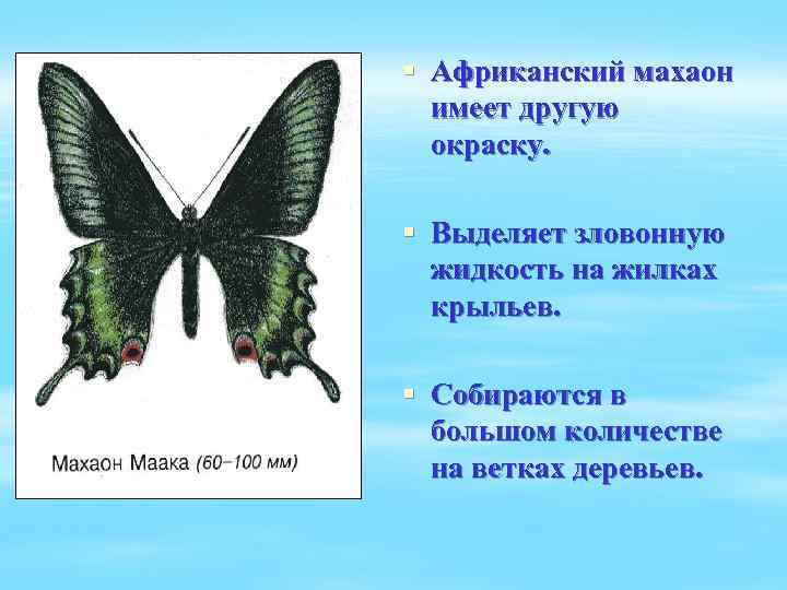 § Африканский махаон имеет другую окраску. § Выделяет зловонную жидкость на жилках крыльев. §