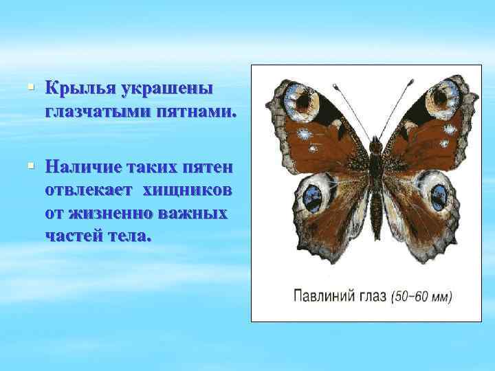 § Крылья украшены глазчатыми пятнами. § Наличие таких пятен отвлекает хищников от жизненно важных