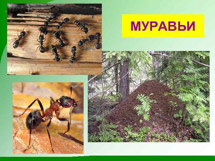 МУРАВЬИ 