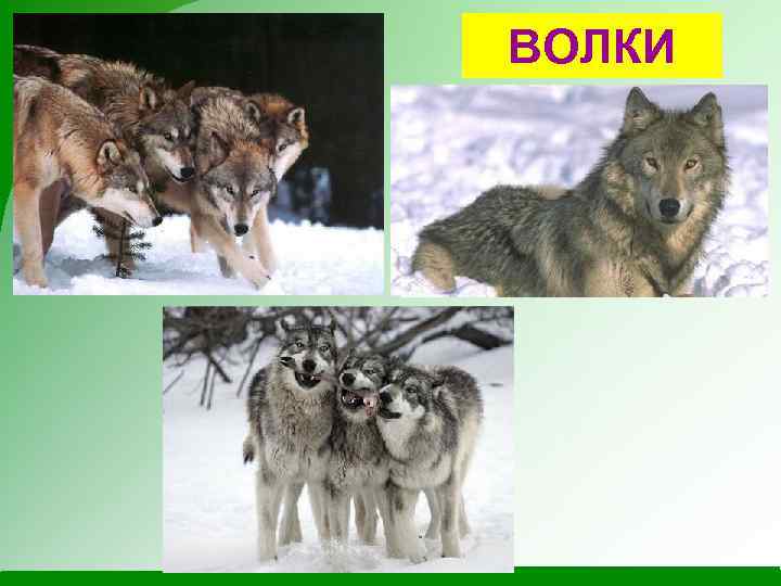 ВОЛКИ 