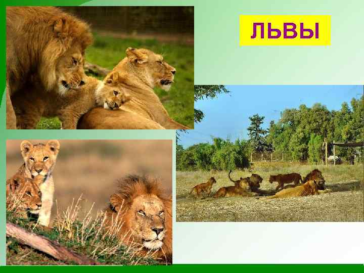 ЛЬВЫ 