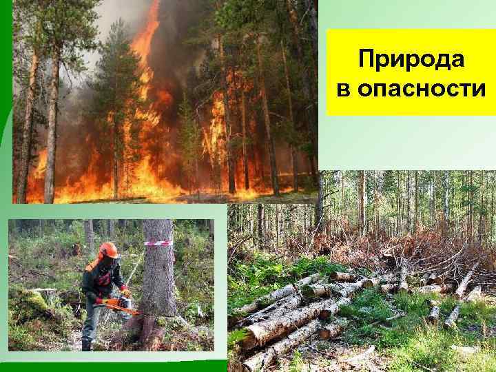 Природа в опасности 