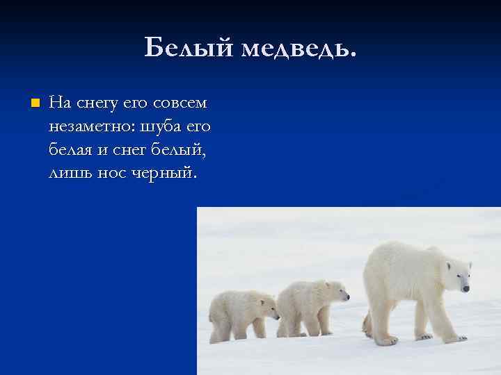 Белый медведь. n На снегу его совсем незаметно: шуба его белая и снег белый,