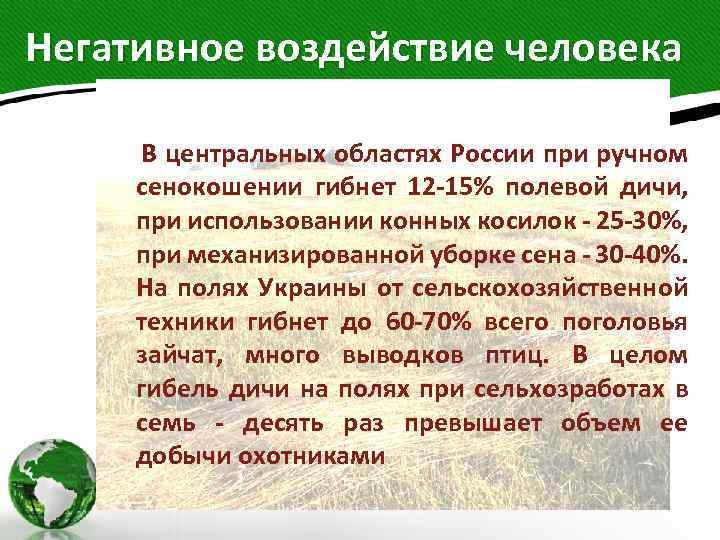 Негативное воздействие человека В центральных областях России при ручном сенокошении гибнет 12 -15% полевой