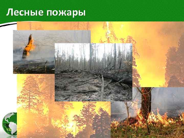 Лесные пожары 