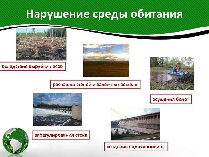 Нарушение среды обитания вследствие вырубки лесов распашки степей и залежных земель осушения болот зарегулирования