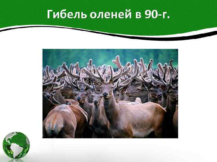 Гибель оленей в 90 -г. 