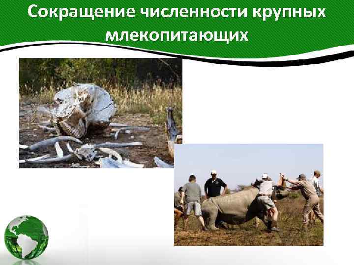 Сокращение численности крупных млекопитающих 