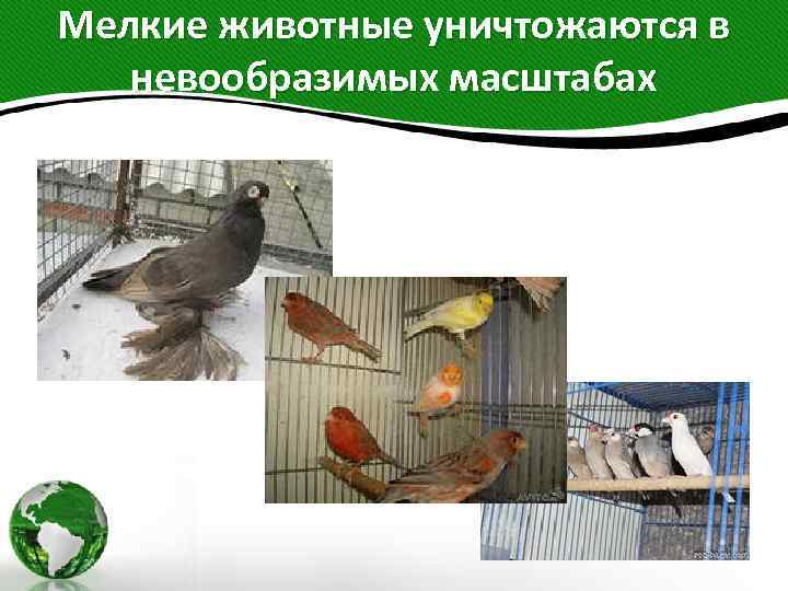Мелкие животные уничтожаются в невообразимых масштабах 