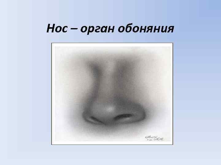 Нос – орган обоняния 