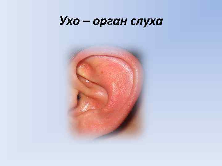 Ухо – орган слуха 