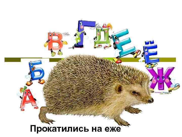 Прокатились на еже 
