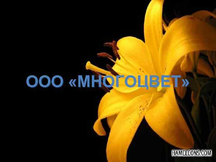 ООО «МНОГОЦВЕТ» 