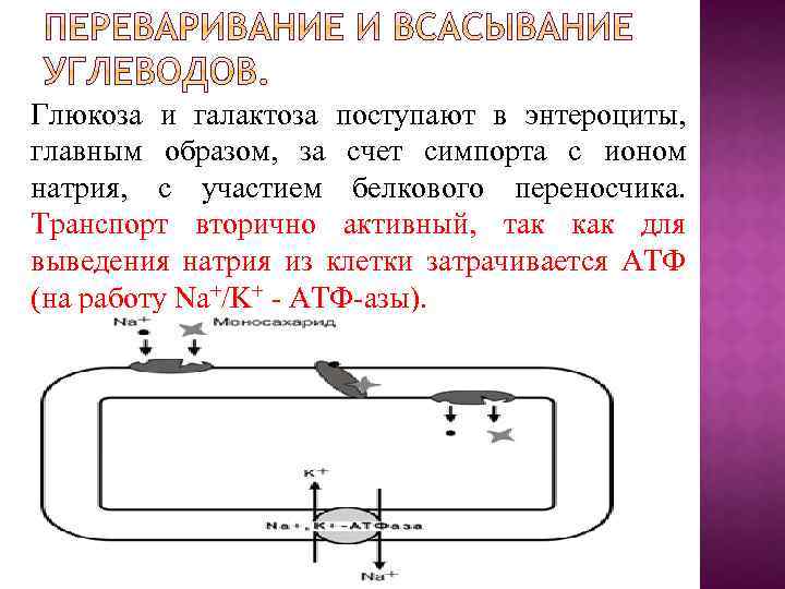 Глюкоза и галактоза поступают в энтероциты, главным образом, за счет симпорта с ионом натрия,