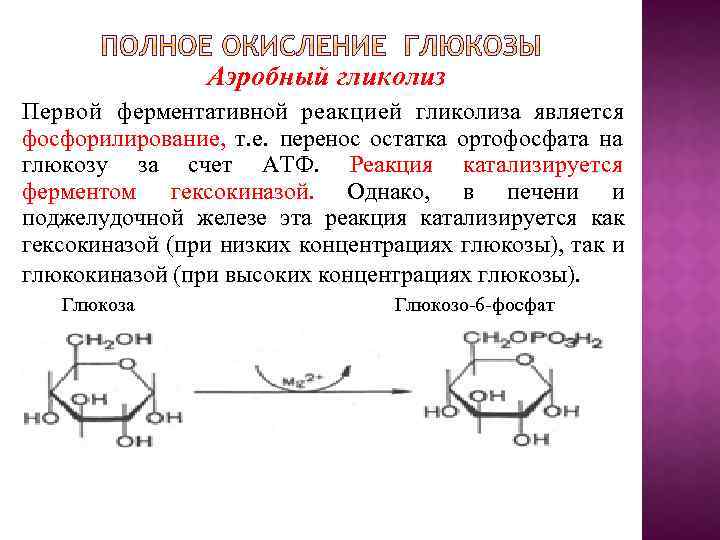Аэробный гликолиз Первой ферментативной реакцией гликолиза является фосфорилирование, т. е. перенос остатка ортофосфата на