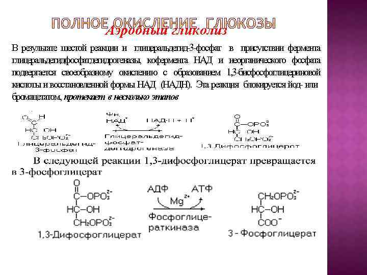 Аэробный гликолиз В результате шестой реакции и глицеральдегид-3 -фосфат в присутствии фермента глицеральдегидфосфатдегидрогеназы, кофермента