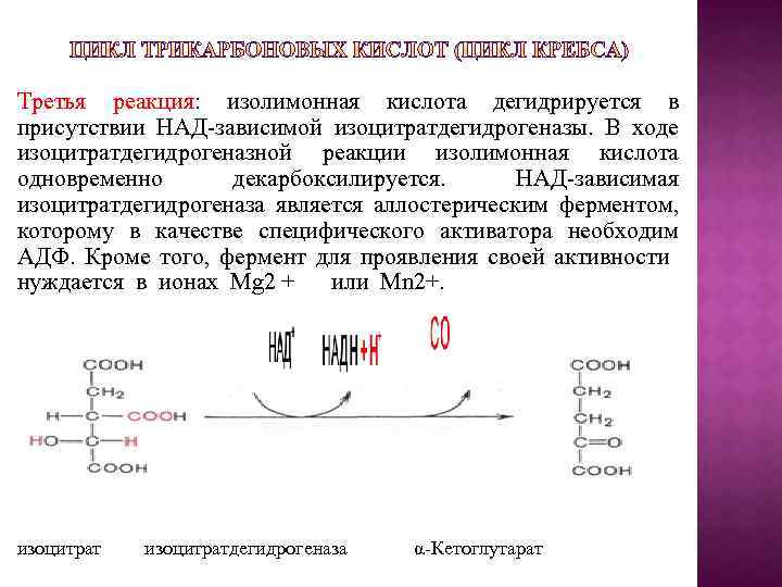 Третья реакция: изолимонная кислота дегидрируется в присутствии НАД-зависимой изоцитратдегидрогеназы. В ходе изоцитратдегидрогеназной реакции изолимонная