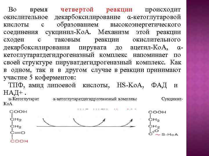 Во время четвертой реакции происходит окислительное декарбоксилирование α-кетоглутаровой кислоты с образованием высокоэнергетического соединения сукцинил-Ко.