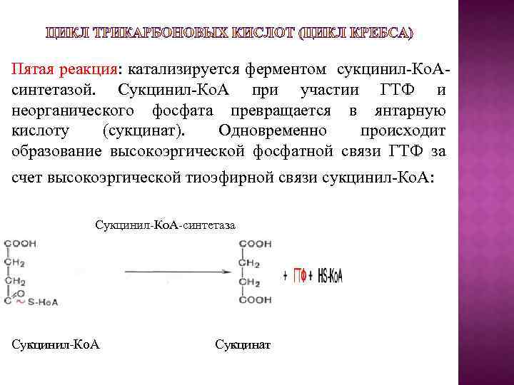 Пятая реакция: катализируется ферментом сукцинил-Ко. Асинтетазой. Сукцинил-Ко. А при участии ГТФ и неорганического фосфата