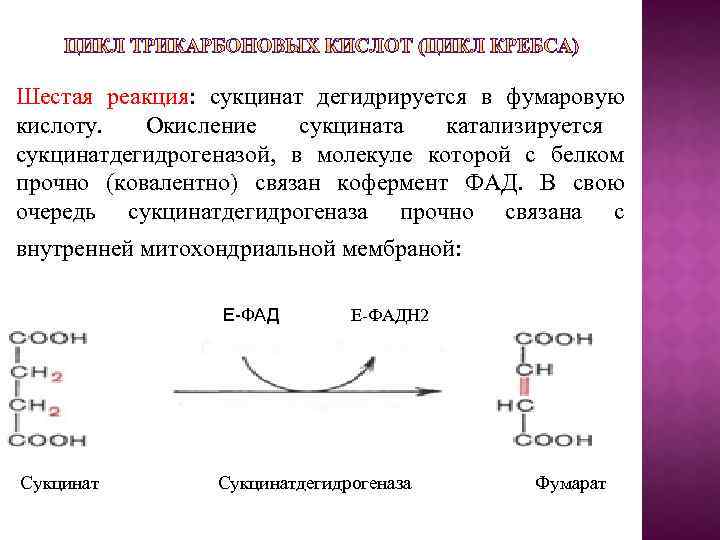 Шестая реакция: сукцинат дегидрируется в фумаровую кислоту. Окисление сукцината катализируется сукцинатдегидрогеназой, в молекуле которой