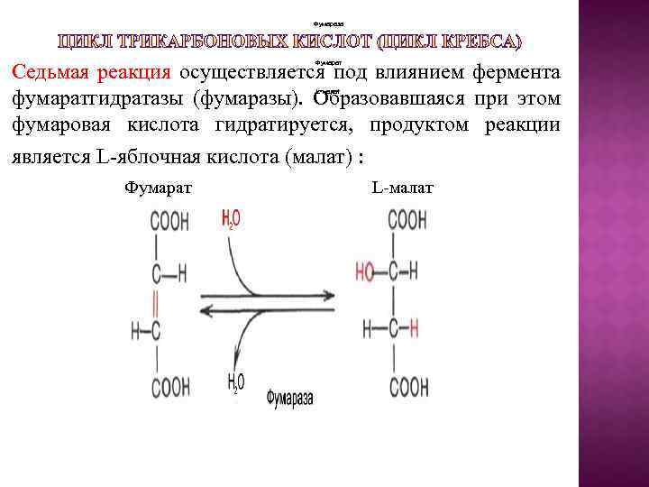 Фумараза Седьмая реакция осуществляется под влиянием фермента фумаратгидратазы (фумаразы). Образовавшаяся при этом фумаровая кислота