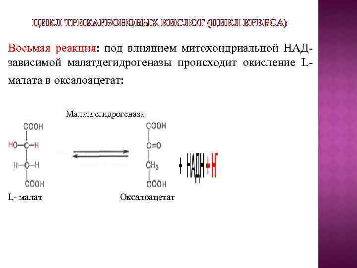 Восьмая реакция: под влиянием митохондриальной НАДзависимой малатдегидрогеназы происходит окисление Lмалата в оксалоацетат: Малатдегидрогеназа L-