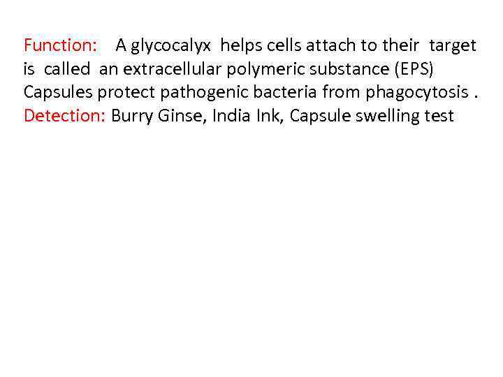 Function: A glycocalyx helps cells attach to their target is called an extracellular polymeric