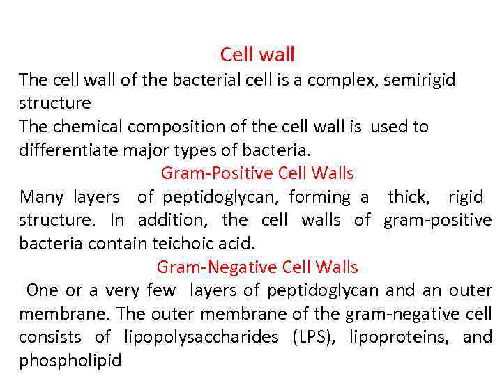 Cell wall The cell wall of the bacterial cell is a complex, semirigid structure