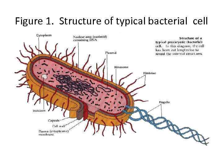 Figure 1. Structure of typical bacterial cell 
