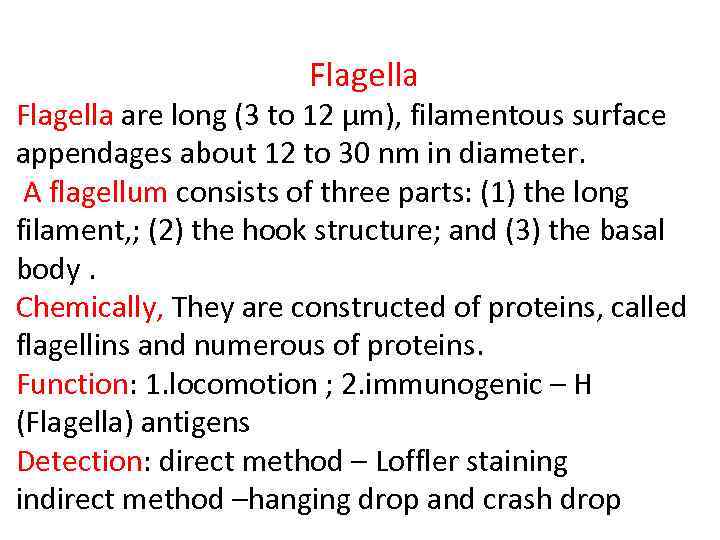 Flagella are long (3 to 12 µm), filamentous surface appendages about 12 to 30