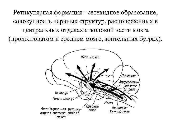 Ретикулярная формация - сетевидное образование, совокупность нервных структур, расположенных в центральных отделах стволовой части
