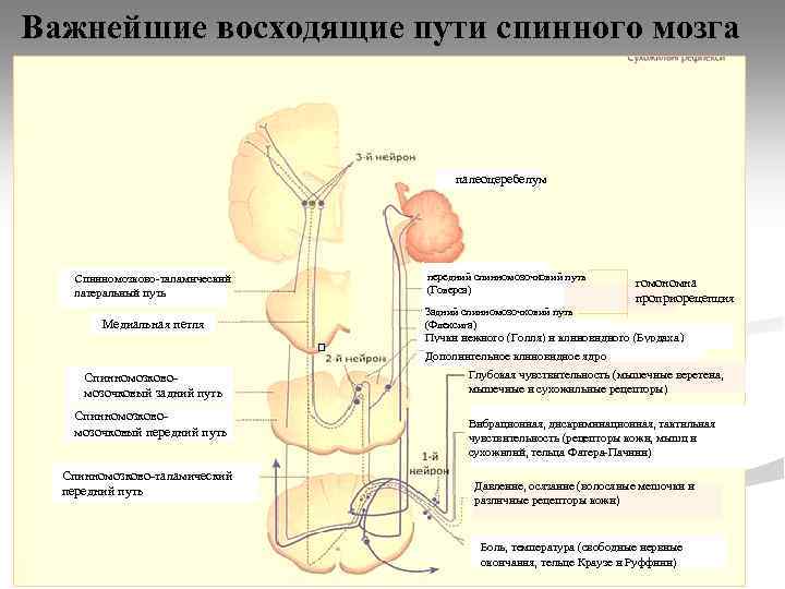 Важнейшие восходящие пути спинного мозга палеоцеребелум Спинномозково-таламический латеральный путь Медиальная петля передний спинномозочковий путь