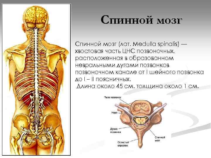 Спинной мозг (лат. Medulla spinalis) — хвостовая часть ЦНС позвоночных, расположенная в образованном невральными