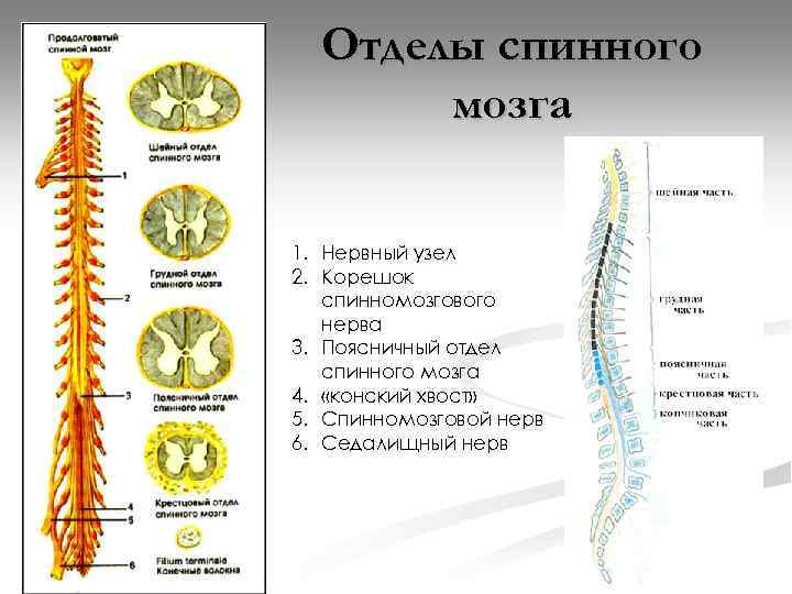 Отделы спинного мозга 1. Нервный узел 2. Корешок спинномозгового нерва 3. Поясничный отдел спинного