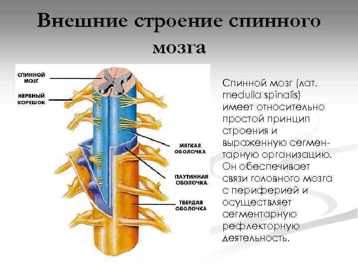 Внешние строение спинного мозга Спинной мозг (лат. medulla spinalis) имеет относительно простой принцип строения