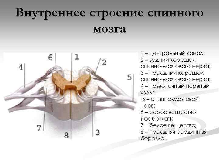 Строение спинного мозга человека фото с описанием