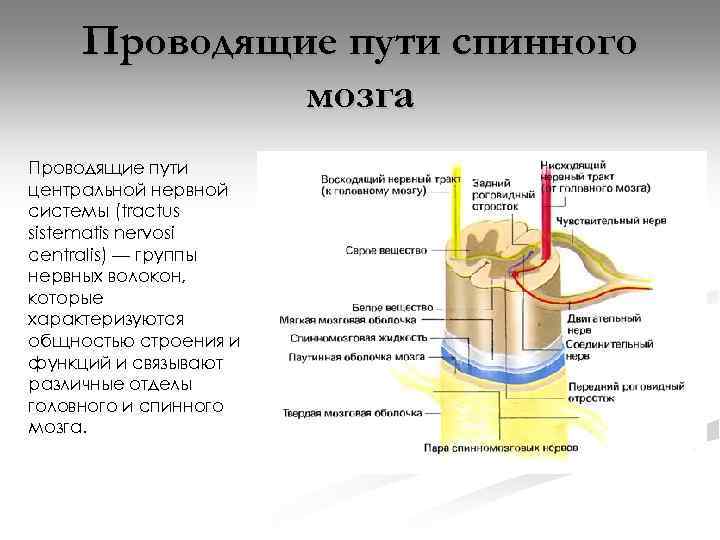 Проводящие пути спинного мозга Проводящие пути центральной нервной системы (tractus sistematis nervosi centralis) —