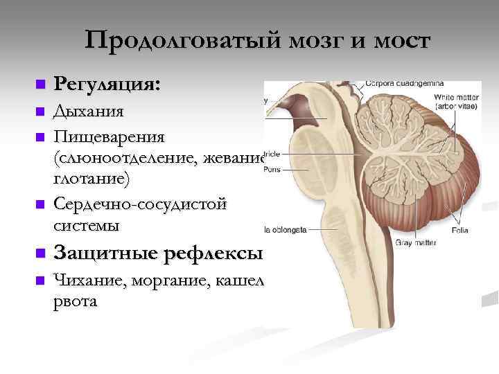 Продолговатый мозг и мост n Регуляция: n Дыхания Пищеварения (слюноотделение, жевание, глотание) Сердечно-сосудистой системы