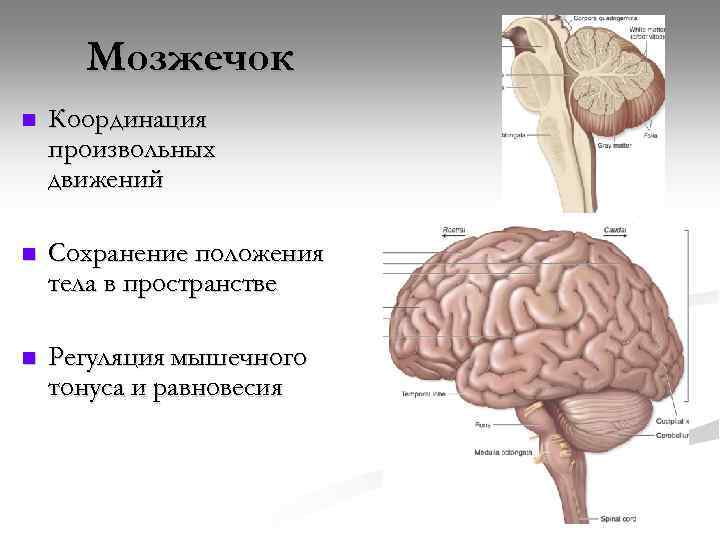 Мозжечок n Координация произвольных движений n Сохранение положения тела в пространстве n Регуляция мышечного