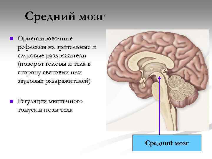 Средний мозг n Ориентировочные рефлексы на зрительные и слуховые раздражители (поворот головы и тела